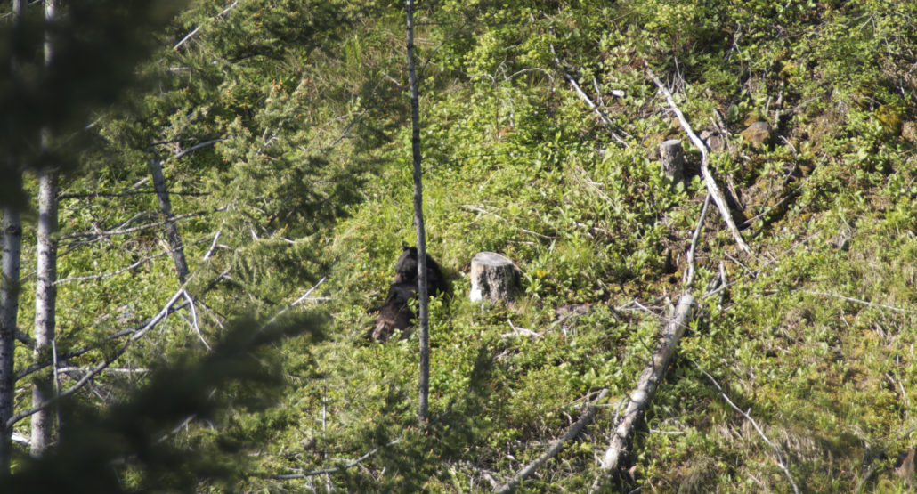 black bear, montana wild, MT, hunting, spring, bowhunting, spot and stalk, Bear Anarchy, Vortex, Carbon Express, Nikon, GoPro