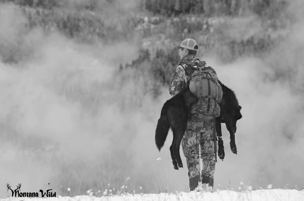 Montana Wolf Pack, Montana Black wolf, amazing black wolf, largest montana wolf killed, state record wolf, Montana Wild, best hunting videos