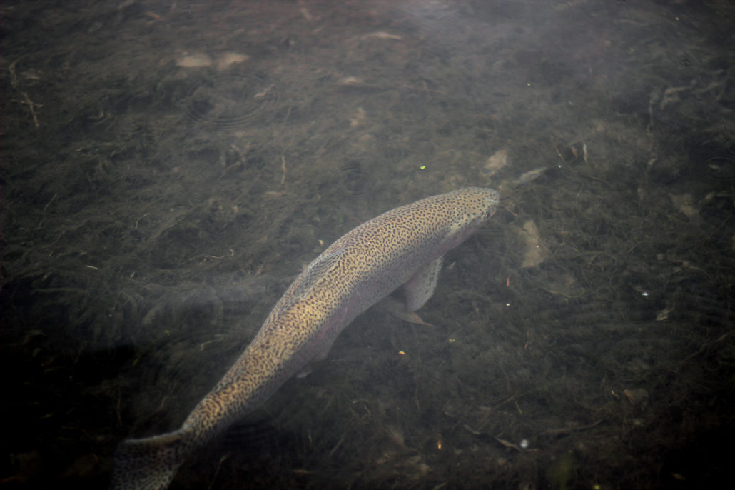 rainbow trout, monster, montana, wild, AK, streamer, rain, winter