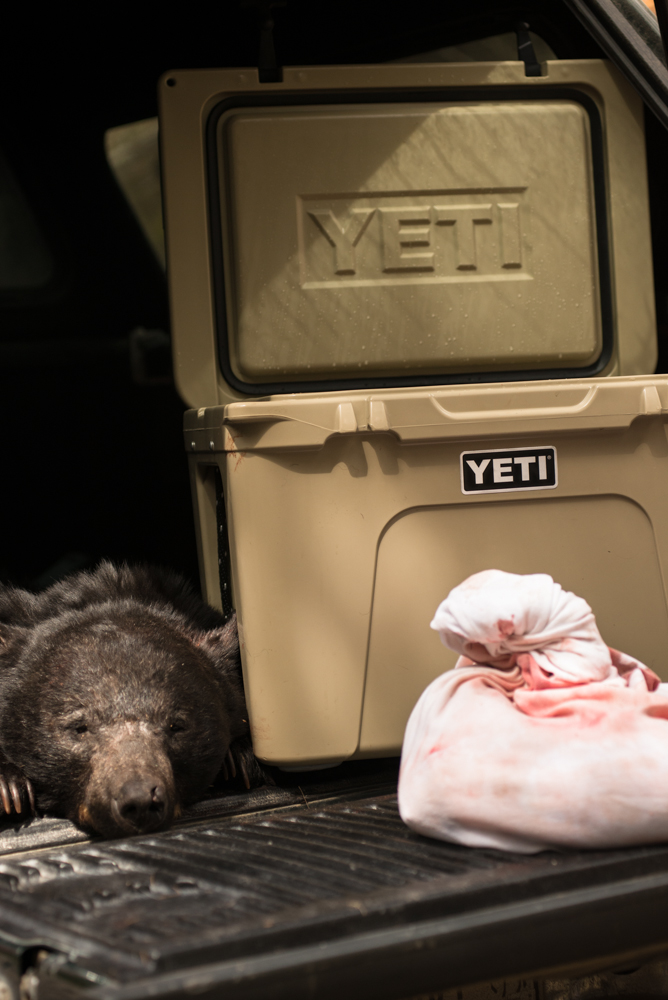 bear, hunting, YETI, Coolers, montana, wild, spring, 2013, ford, tundra 50
