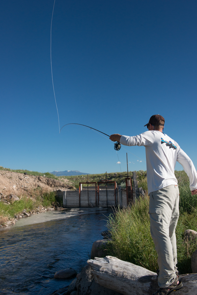 salmon, flies, fly, fishing, madison, river, stonefly inn, montana wild, hatch, montana, rooster, brown trout, scott
