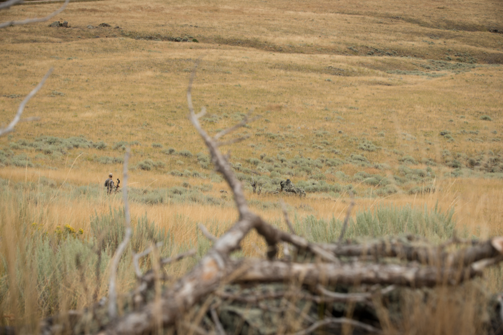 antelope, hunting, montana, wild, spot and stalk, archery