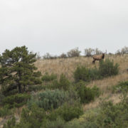 bull elk