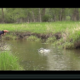 flood, waters, high, water, fly fishing, montana, wild, brown, trout, film, video