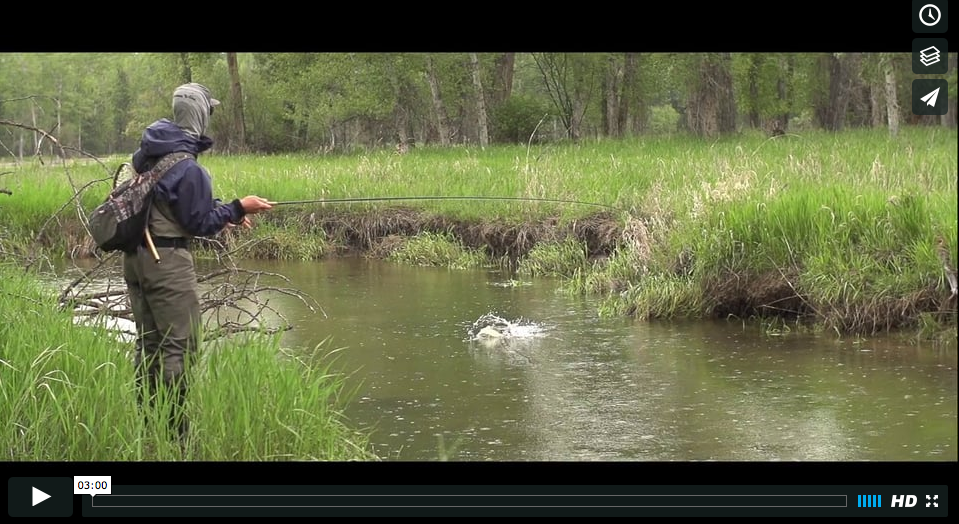 flood, waters, high, water, fly fishing, montana, wild, brown, trout, film, video