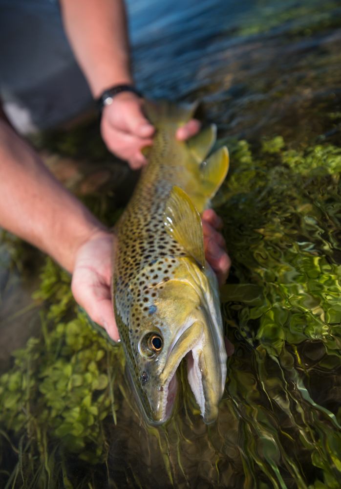 brown, trout, fly, fishing, bighorn, river, montana, wild, film, video, smith optics