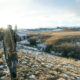 tooth, and, fang, coyote, hunting, predator, calling, quest