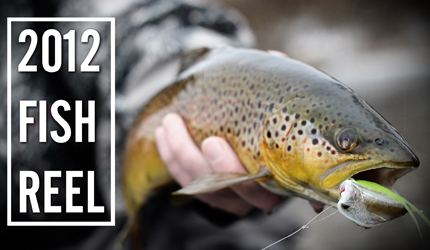 brown, trout, montana