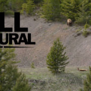 black bear, hunting, spring, montana, wild