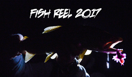 fishing, fish reel, montana wild, brown trout, mousing, summer, montana