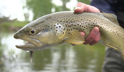 fly fishing, montana, brown trout