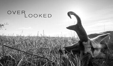 Overlooked, antelope, hunting, montana, antelope film