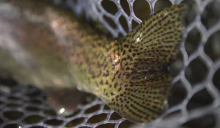 rainbow, fly, fishing