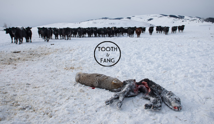 coyote hunting, film