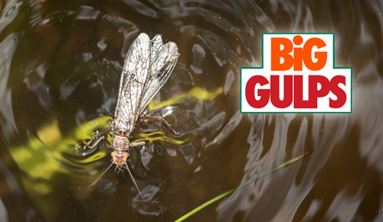 Salmonfly fishing montana