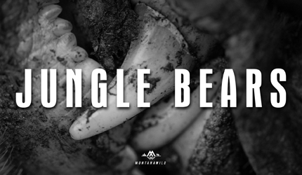 junglebears video thumb
