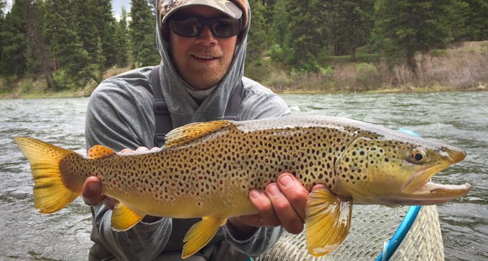 big, brown, trout, montana