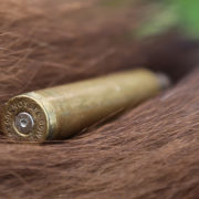 calvinbear bear hunt, montana, spring