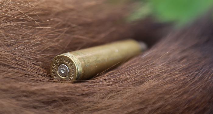 bear hunt, montana, spring