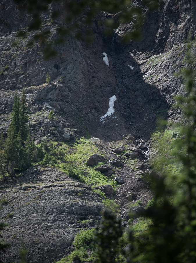 mountain goat, montana, high country, cliffs, rocks, mountain goat hunting