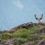 Mule deer scouting blog post