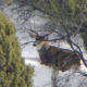 huge mule deer buck