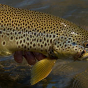 salmonfly, fishing, montana, brown trout