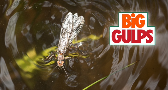 salmonfly, fishing, montana, video