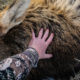 elk, hunt, montana, rmef, missoula, bozeman, great falls, livingston, malta, dillon