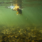 bighorn river, fishing trip, brown trout, montana