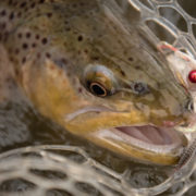 spring fishing, brown trout
