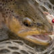 spring fishing, brown trout