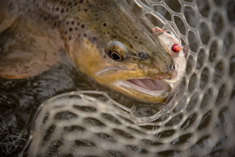 spring, fishing, montana, wild, streamer, brown trout