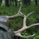 september calls, montana wild, elk hunting, hat