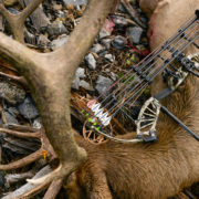 2018, bear archery, bow, promo, lineup, bowhunting elk, elk