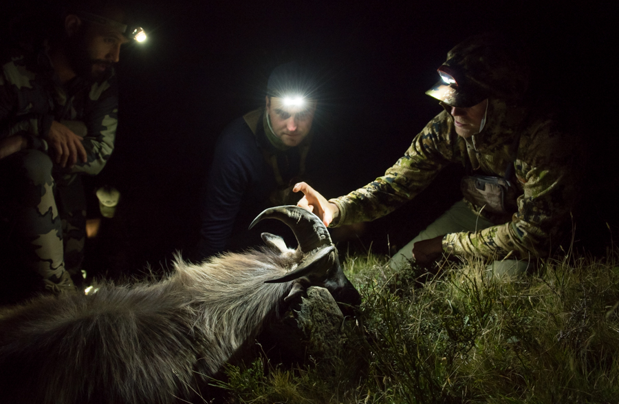 New Zealand Tahr Hunt, nz tahr hunting, tahr hunt, tahr, hunting, new zealand, free range, south island, adventure, film, video, montana wild