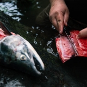 killer whale, fishing alaska, sockey salmon fishing, sockey, salmon, halibut, homer, AK, Alaska, jet boat, arctic grayling