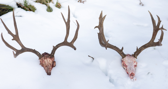 mountain mule deer, mtn bucks, montana wild, buck hunting, two muley bucks, mule deer, jared miller, zack boughton