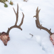mountain mule deer, mtn bucks, montana wild, buck hunting, two muley bucks, mule deer, jared miller, zack boughton
